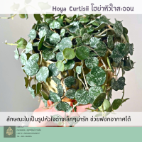 โฮย่าหัวใจสะออน Hoya Curtisii  ใบรูปหัวใจ ติดสแปช สไตล์มินิมอล ?