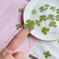 24pcs/Lot Dried Flower Natural Pressed Four Leaf Clover For Epoxy Resin Pendant Jewelry Making Craft DIY Nail Art Accessories