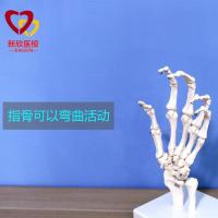 Authentic hand joint function 1:1 model palm skeleton skeleton model teaching medical body section