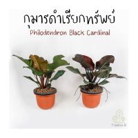 Treeno.9 T306 กุมารดำเรียกทรัพย์ กระถาง 10 นิ้ว สูง 50-60 cm (Philodendron Black Cardinal) ไม้ฟอกอากาศ ไม้มงคล ใบสวยงาม