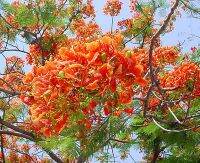 ขายถูก 120 เมล็ด เมล็ดหางนกยูงไทยสีส้ม Flower fence Peacock’s crest มีชื่อเรียกอย่างอื่นว่า ขวางยอย จำพอ ซำพอ ซมพอ ส้มผ่อ ส้มพอ นกยูงไทย พญาไม้ผุ