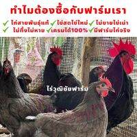 ไข่เชื้อ ไข่สำหรับฟักไก่ ออสตราลอป 2ใบ ไข่เชื้อไก่ไข่สวยงามประกันเชื้อ100% สายพันธุ์นำเข้าไข่ดกที่สุดในโลก เป็นทั้งไก่ไข่และไก่เนื้อ