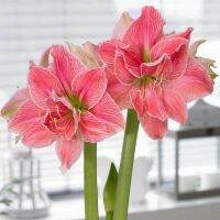 ว่านสี่ทิศฮอลแลนด์ Amaryllis Sweet Nymph แช่เย็นแล้ว หัวขนาดใหญ่  สินค้านำเข้า