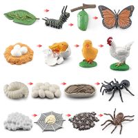 OozDec Simulation Small Animal Model Toy Growth Life Cycle Frog Turtle Chicken Montessori Kindergarten Teaching Aids Wholesale