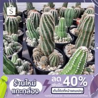 มาใหม่จ้า โลบิเวีย/อิชินอปซิส (lobivia&amp;Echinopsis) ฟร์อมกอ กระถาง3"-4" (ลุ้นสีดอก) HOT ต้นไม้ ฟอก อากาศ กระถาง ต้นไม้ ไม้ ประดับ ต้นไม้ ปลูก ใน บ้าน