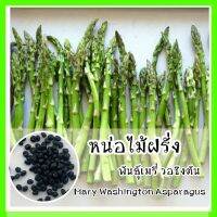 พร้อมส่ง ❗❗ รหัส 014 เมล็ดพันธุ์แท้ OP หน่อไม้ฝรั่ง พันธุ์เมรี่ วอชิงตัน - Mary Washington Asparagus พันธุ์แท้ยอดนิยมของอเมริกา ปลูกง่ายหน่อเยอะ