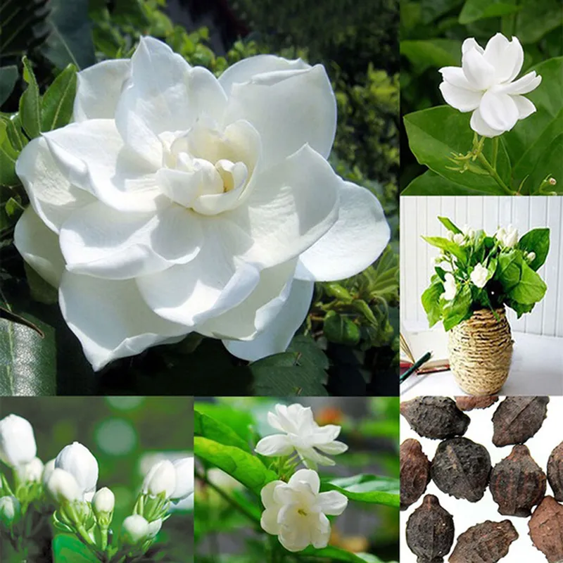 Local Ready Stock 50pcs Jasmine Gardenia Seeds Light Fragrant White Color  Bloom Five Petal Decor Benih Bunga Pokok Bunga Hidup Bunga Keladi Viral  Flower Plant Benih Sayur Sayuran Flower Seed Malaysia |