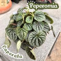 [เปปเปอร์ หน้าย่น] Peperomia Caperata ไม้ใบ ไม้สวย ไม้ฟอก ไม้ฟอกอากาศ ไม้ประดับ ไม้หายาก ไม้ดอก ไม้ด่าง