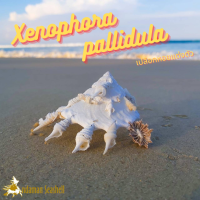 Andaman seashell เปลือกหอย หอยแต่งตัว (Xenophora pallidula)