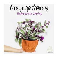 Treeno.9 T240 ก้ามปูหลุดด่างชมพู กระถางแขวน 8 นิ้ว สูง 40-50 ซม. (Tradescantia Zebrina) ไม้ประดับเลื้อย ลวดลายใบสวยงาม (ต้นไม้)