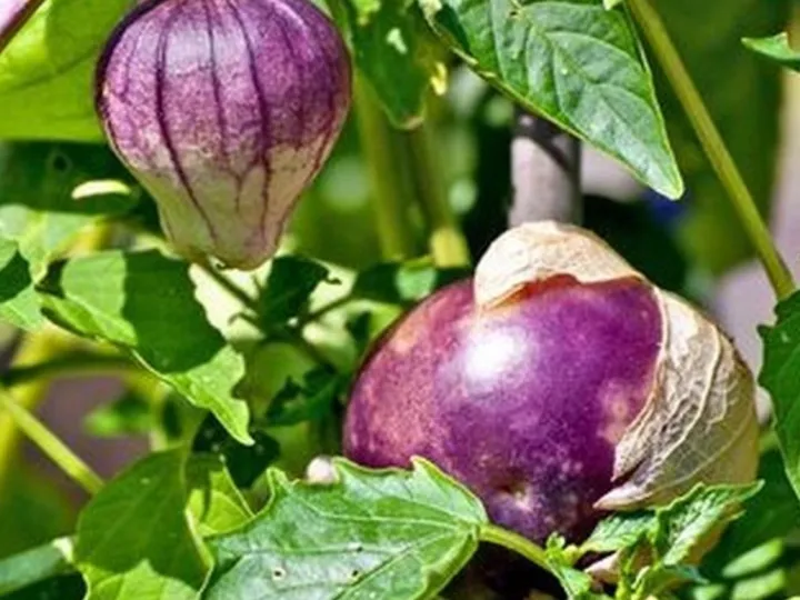 Buah biji purple