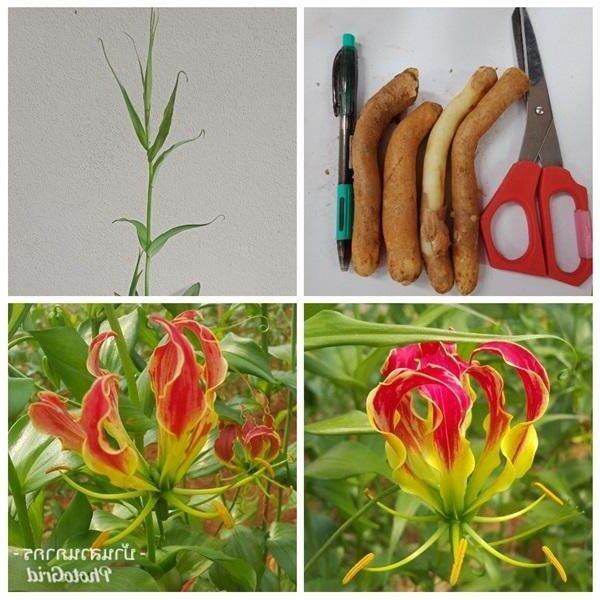 ดองดึง หัวฟาน, 3หัว/ชุด หัวขวาน, พันมหา Gloriosa Superba | Lazada.co.th ดองดึง หัวฟาน, 3หัว/ชุด หัวขวาน, พันมหา Gloriosa Superba | Lazada.Co.Th