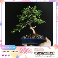 ( Promotion+++) คุ้มที่สุด บอนไซ Itoigawa shimpaku bonsai. ราคาดี พรรณ ไม้ น้ำ พรรณ ไม้ ทุก ชนิด พรรณ ไม้ น้ำ สวยงาม พรรณ ไม้ มงคล