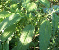 พืชสมุนไพร สตริงกิง เนทเติล (Stinging Nettle / Urtica dioica) / 1,300 เม็ด (UK)