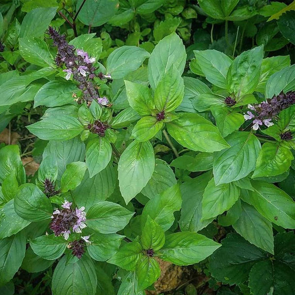 Cinnamon Basil Seeds - Herbs Seeds - Basil Cinnamon Seeds - Rare ...