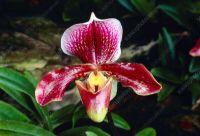 30 เมล็ดพันธุ์ เมล็ดกล้วยไม้ กล้วยไม้รองเท้านารี (Paphiopedilum Orchids) Orchid flower seeds อัตราการงอก 80-85%