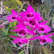 Hoa lan - trầm rừng myamar(cao 20cm, bộ rễ khỏe) thumbnail