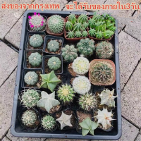 ?บานเพื่อคุณเท่านั้น?Cactus Seeds บอนสี 100เมล็ด ต้นกระบองเพชรขนาดมินิ กระบองเพชร แคคตัส ซัคคิวเลนท์ ตกแต่งสวนแคคตัส กระบองเพชร แคคตัส พืชอวบน้ำถังทอง ต้นไม้มงคล