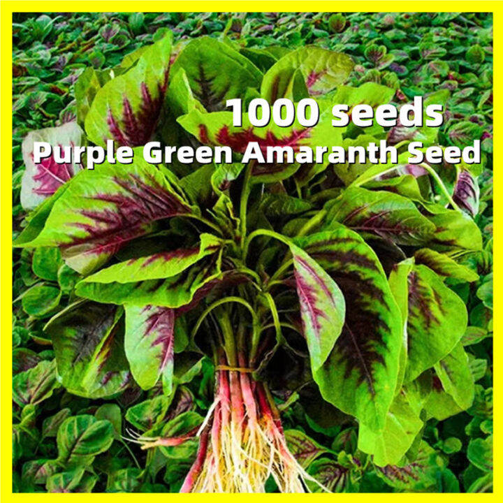 Purple Green Amaranth Seeds 红圆叶苋菜种子 1000 Seeds Rare Amaranth Plants