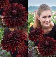 1 เหง้า/ชุด รักเร่ Dahlia Bulb สายพันธุ์ Black Jack หัวรักเร่ ดอกไม้ หัวหน่อ เหง้า นำเข้า เนเธอร์แลน หัวสดใหม่