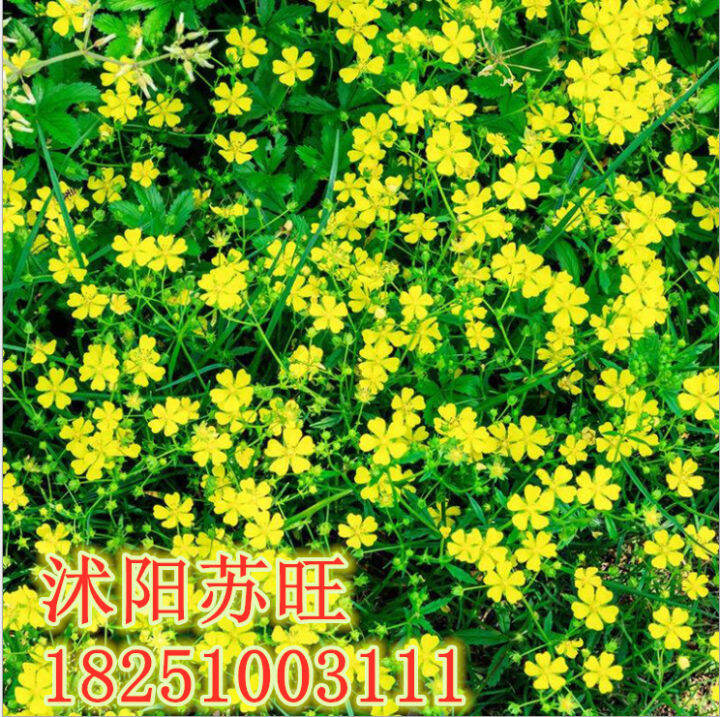 seeds of highquality grass and grass seeds Perennial turning white