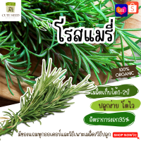 เมล็ดพันธุ์โรสแมรี่ 10 เมล็ด อัตราการงอก95% ปลูกง่าย โตไว (มีของแถมเป็นเมล็ดผักกวางตุ้งทุกออเดอร์)