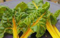 เมล็ดพันธุ์ผักสวนครัว สวิสชาร์จสีเหลือง Yellow Swiss Chard พร้อมคำแนะนำการเพาะเมล็ด