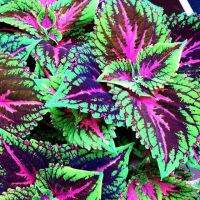 100 เมล็ดพันธุ์ เมล็ด ฤษีผสม  เป็นไม้พุ่มโตเร็ว ใบมีหลายสี Plectranthus scutellarioides (Coleus) Seed อัตราการงอกสูง 80-85%