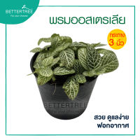 ต้นพรมออสเตเรีย กระถางขนาด 3 นิ้ว Mosaic Plant/Nerve Plant