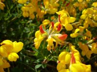 เมล็ดพันธุ์ Lotus corniculatus birds foot trefoil 500 เมล็ด เมล็ดพันธุ์นำเข้าจากอังกฤษ Seed