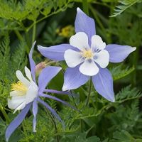 20 เมล็ดพันธุ์ เมล็ด ดอกโคลัมไบน์ (Columbine) เป็นดอกไม้ประจำรัฐ Colorado Columbine flower Seed อัตราการงอกสูง 80-85%