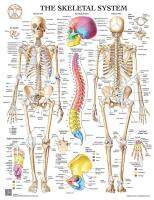 รูปโปสเตอร์ กายวิภาคศาสตร์ระบบกระดูก the skeletal system ขนาด 20x24นิ้ว ภาพสี