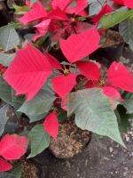 ต้นคริสต์มาส (Poinsettia) Euphorbia pulcherrima Wild. ex Klotzsch ขนาด 6 นิ้ว