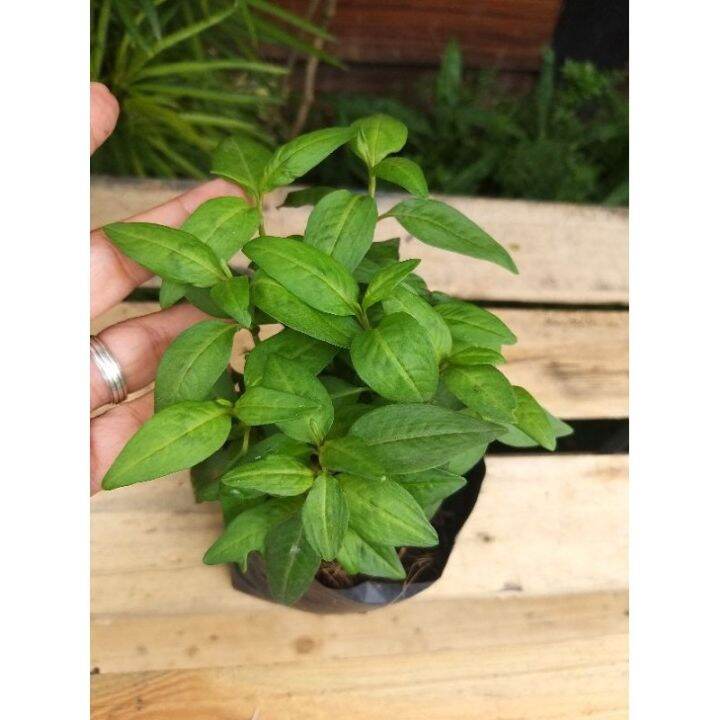 Vietnamese Coriander Asia herbs and spices Lazada PH