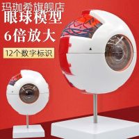 6 times human eye simulation model enlarge eyes made anatomical structure model teaching instrument bead medical