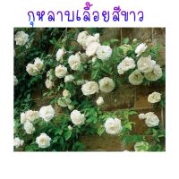 ซื้อ 1 แถม 1，50 เมล็ด (ไม่ใช่พืช)เมล็ดพันธุ์ กุหลาบเลื้อย สีขาว