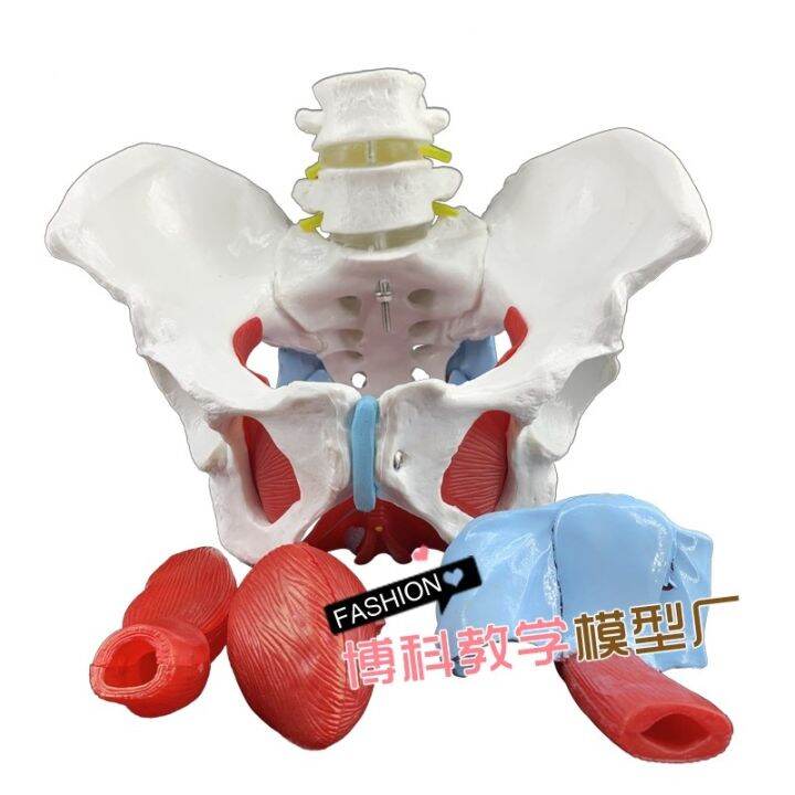 manufacturers-selling-female-pelvis-and-pelvic-floor-muscle-model-pelvis-human-body-skeleton-model-femoral-model