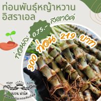 ท่อนพันธุ์ หญ้าหวานอิสราเอล 300 ท่อน แถมฟรี 40 ท่อน