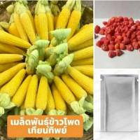 เมล็ดข้าวโพดเทียนทิพย์ ข้าวโพดเทียนสีเหลือง เทียนทิพย์