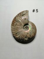 [Ammonite #5] ฟอสซิสหอยแอมโมไนต์ (Ammonite Fossil) ขนาด 59.5 mm.