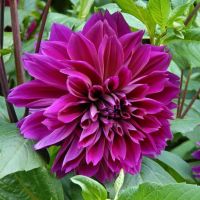 รักเร่ Dahlia สายพันธุ์ Thomas Edison 1 เหง้า/ออเดอร์ หัวรักเร่ ดอกไม้ หัวหน่อ เหง้า นำเข้า เนเธอร์แลน หัวสดใหม่