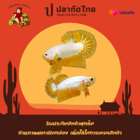 ปลากัดมังกรเหลือง 1คู่ ตัวผู้ + ตัวเมีย  " Yellow Dragon " Prang Mall มีรับประกันตลอดการส่ง