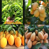 (2ต้น)(vาย ต้นพันธุ์) ต้น มะปรางหวานสุวรรณบาตร มะปรางหวาน สุวรรณบาตร มะปราง ต้นมะปราง หวาน happy