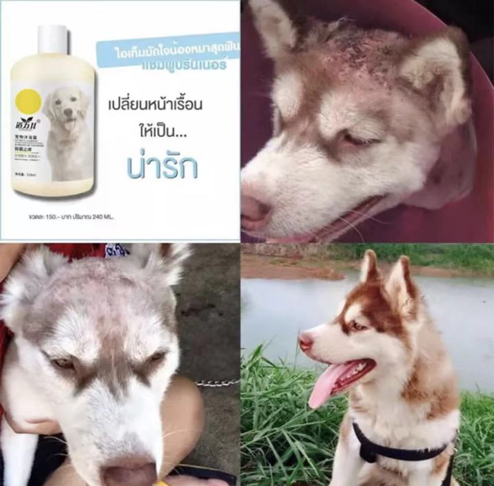 แชมพูกำจัดเห็บหมัดสุนัข-daoliqi-500ml-แชมพูสุนัขหอมๆ-ลดคัน-ลดขนร่วง-ป้องกันผิวหนังสัตว์-ให้ขนใสสวย-แชมพูกำจัดเห็บ-หมัด-ครีมอาบน้ำแมว-แชมพูแมว-แชมพูสุนัข-แชมพูอาบน้ำสุนัข-แชมพูอาบน้ำหมา-แชมพูอาบน้ำแมว-