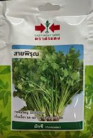 เมล็ดพันธุ์ ผักชี☘หมดอายุ 11/11/2566☘ สายพิรุณ ✔กอใหญ่ มีกลิ่นหอม เก็บเกี่ยว 55-60 วัน หลังหว่านเมล็ด บรรจุประมาณ 400 เมล็ด