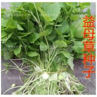 Chinese herbal seeds-Motherwort Edible Motherwort Balcony planting vegetables Explosive rapeseed