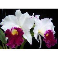 (จัดโปร) ต้นกล้วยไม้ แคทลียา (Cattleya) ราชินีแห่งกล้วยไม้ ฉงกู่สวอน สีขาวม่วง จัดส่งพร้อมกระถาง 4 นิ้ว ลดราคา ต้นไม้ ต้นไม้มงคล ต้นไม้ฟอกอากาศ ไม้ด่าง