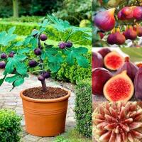 30pcs Fig Seeds Tropical Ficus Carica Seeds Bonsai Rare Fruit Seed Home Planting ต้นไม้ฟอกอากาศ ต้นไม้มงคล พันธุ์ดอกไม้ เมล็ดดอกไม้ ต้นดอกไม้สวยๆ ไม้ดอก ต้นไม้ประดับ ไม้ประดับ เมล็ดพันธุ์ผัก plants พันธุ์ไม้ดอก