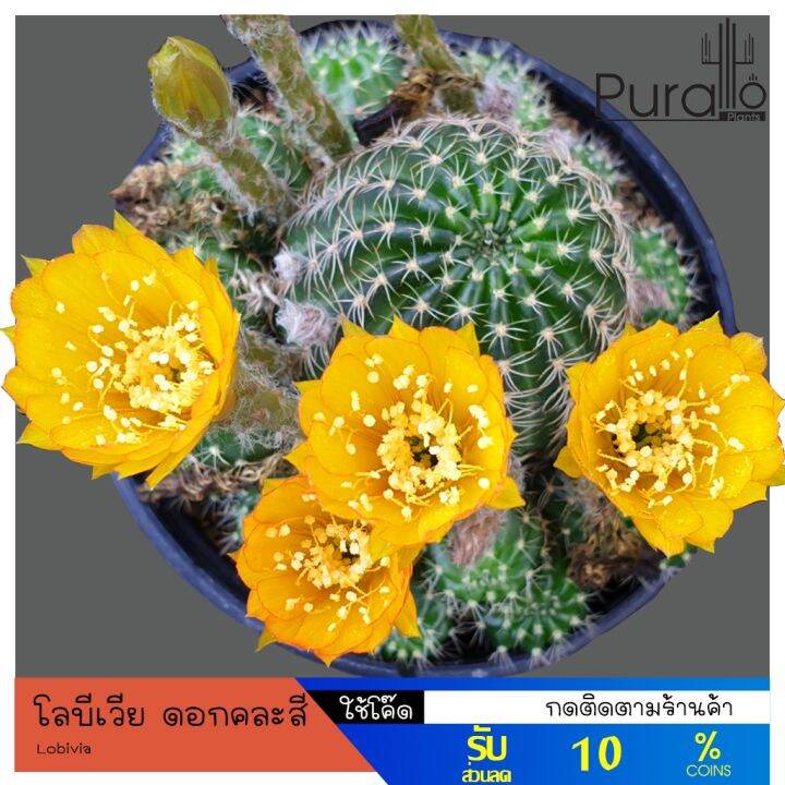 pro-โปรแน่น-ต้นเพชร-โลบีเวีย-lobivia-ดอกคละสี-เพชร-cactus-แคสตัส-ราคาสุดคุ้ม-พรรณ-ไม้-น้ำ-พรรณ-ไม้-ทุก-ชนิด-พรรณ-ไม้-น้ำ-สวยงาม-พรรณ-ไม้-มงคล