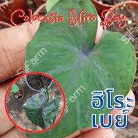 1 ต้น โคโลคาเซีย ฮิโระเบย์ Colocasia Hilo bay ปลูกได้ทั้งแบบบนดินและในน้ำ? จัดส่งแบบยกกระถาง สินค้าพร้อมส่ง
